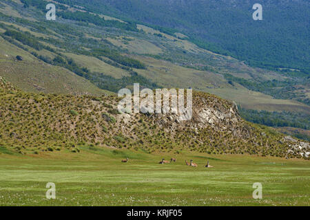 Groupe de guanaco (Lama guanicoe) le pâturage dans le Valle Chacabuco, le nord de la Patagonie, au Chili. Banque D'Images