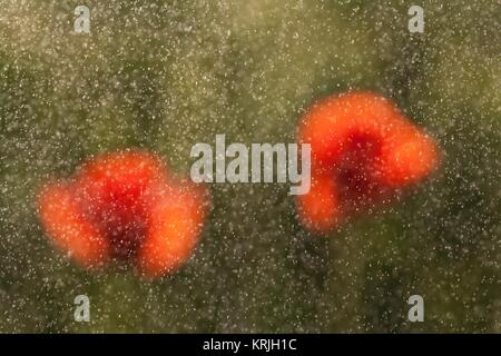 Fleurs coquelicots rouges sous la pluie 2 Banque D'Images