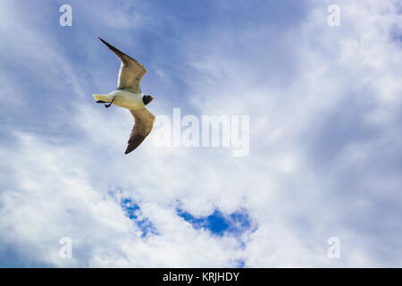Mouette solitaire glisse ailes étendu contre un ciel nuageux avec blue montrant à travers Banque D'Images