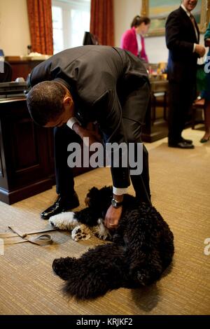 Le président des États-Unis, Barack Obama, animaux domestiques chien Bo repose à la Maison Blanche l'Oval Office le 29 octobre 2009 à Washington, DC. Banque D'Images