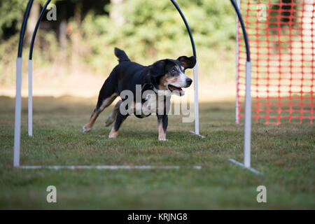 L'Appenzeller, chien, chien de Montagne hoopers formation Banque D'Images