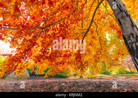 Motif de feuilles d'automne Banque D'Images