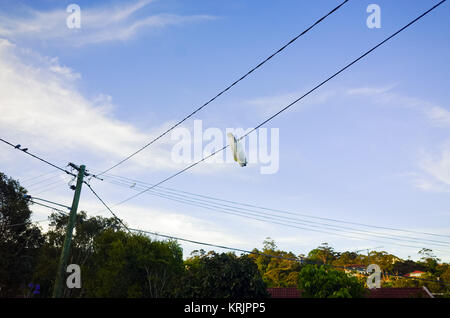 Oiseaux acrobatiques à l'envers sur un fil contre le ciel bleu. Cacatoès oiseau tropical sur une ligne téléphonique au-dessus de la rue de banlieue avec des arbres et des maisons. Banque D'Images