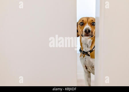 Chien de terrier mixte peeking through a door Banque D'Images