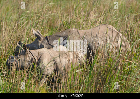 La mère et le bébé rhino dans les prairies Banque D'Images