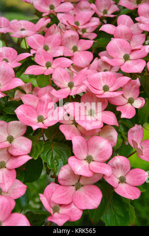 Fleurs de cornouiller kousa rose en pleine floraison Banque D'Images