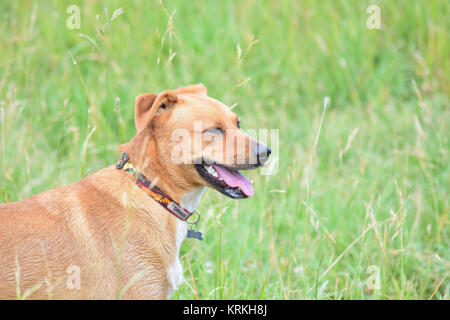 Chien blanc et brun en souriant l'herbe verte sur une journée ensoleillée. Banque D'Images