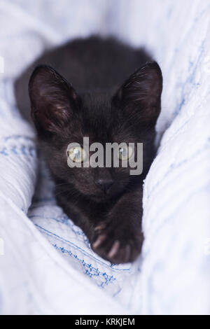 Mignon chaton noir tomber en se cachant dans une couverture bleu et blanc Banque D'Images