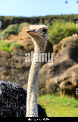 Dans le parc naturel d'Autruche zoo Banque D'Images
