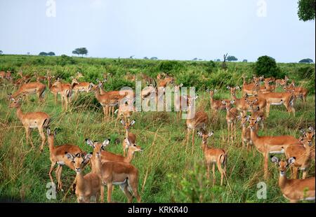 Troupeau d'impalas dans la savane Banque D'Images