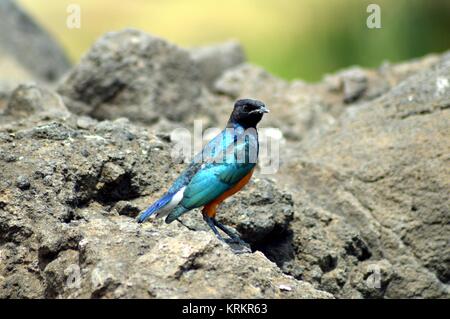 Un oiseau bleu et orange de la couleur. Banque D'Images