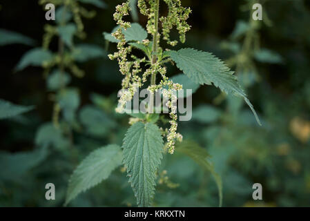 Urtica dioica Banque D'Images