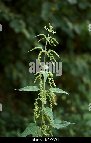 Urtica dioica Banque D'Images