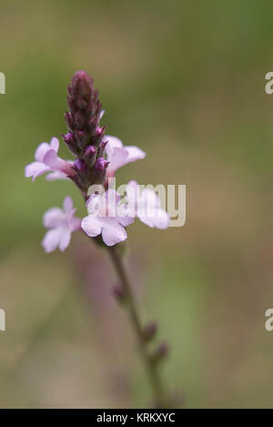 Verbena officinalis Banque D'Images