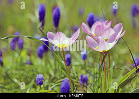 tulipes sauvages tulipa bakeri devant les jacinthes de raisin Banque D'Images