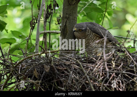 Fauve ( Accipiter nisus ), l'oiseau de proie, femelle adulte perché sur son nid, pour regarder quelque chose, se cacher derrière arbre, l'air drôle, l'Europe. Banque D'Images