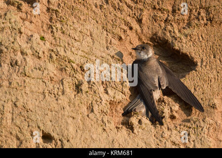 Sand Martin / Hirondelle de rivage Riparia riparia ( ) perché sur le mur de sable d'une rivière, s'étend ses ailes de tenir lui-même en place, l'Europe. Banque D'Images