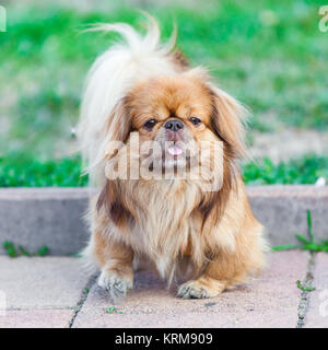 Beau mignon petit canard sur l'herbe Banque D'Images