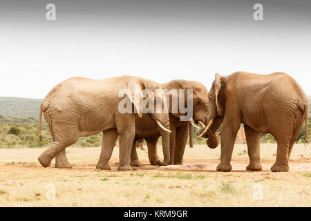 La collecte secrète de la brousse africaine Elephant Banque D'Images