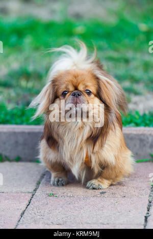 Chien pékinois Banque D'Images