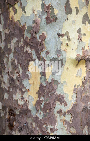 La texture en bois. Platan tree Banque D'Images