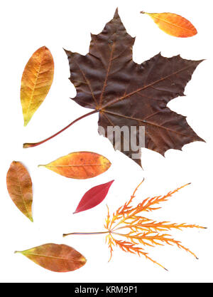 Automne feuilles séchées isolated on white Banque D'Images