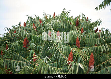 Rhus typhina Banque D'Images