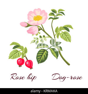 Dog rose fleurs et d'églantier. Banque D'Images