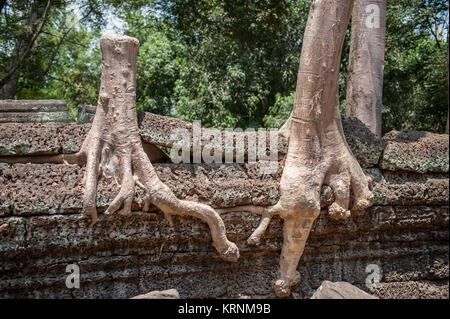 Les racines de la soie géant-Cotton Tree at Ta Prohm. Construit en 12 et 13 ème siècle Ta Prohm temple a été plus tard l'emplacement pour le film Tomb Raider. Banque D'Images