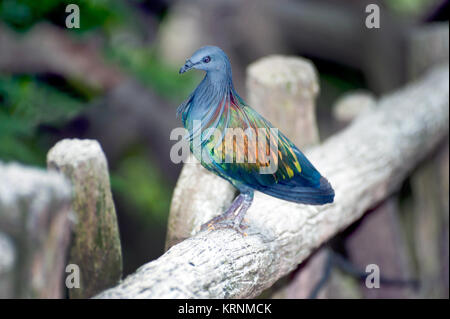 Pigeon Nicobar colorés flânant dans la chaussée, vue latérale Vue de dessus, faisant face à droite, en Thaïlande. Banque D'Images