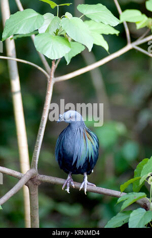 Pigeon Nicobar colorés flânant dans la chaussée, vue latérale Vue de dessus, faisant face à droite, en Thaïlande. Banque D'Images