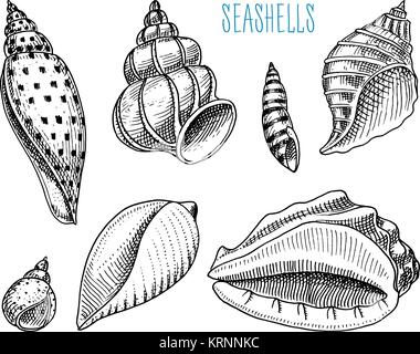 Les coquillages ou mollusques différentes formes. créature marine. gravés à la main dans de vieux croquis, vintage style. milles marins ou marine, Monster ou l'alimentation. les animaux dans l'océan. Illustration de Vecteur