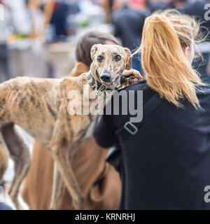 Chien de lévier italien avec sa femme propriétaire. Banque D'Images