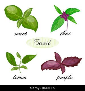 Ensemble de feuilles de basilic. Différents types de basilic. Banque D'Images