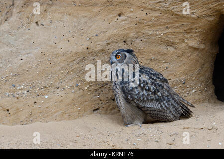 Grand / Owl Bubo bubo Europaeischer Uhu ( ), grandi, est assis près de son ancien terrier de reproduction, regardant désireux, de la faune, de l'Europe. Banque D'Images