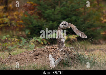 Waldkauz Chouette hulotte Strix Aluco enr / ( ) en vol, vol, la chasse et le bord d'une forêt de pins, l'Europe. Banque D'Images