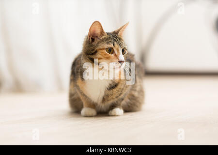 Cat enceintes sans écaille se trouve sur le sol de la race Banque D'Images