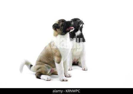 Deux mignon chiot Akita américain s'asseoir sur le fond blanc. Banque D'Images