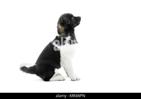 Le plus beau noir et blanc Akita américain s chiot. Banque D'Images