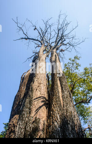 Photo de l'arbre sec avec ciel bleu Banque D'Images