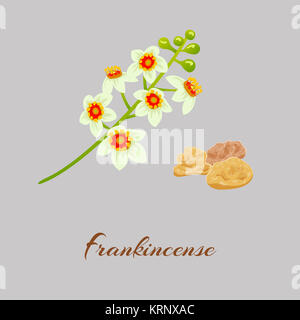 Fankincense Banque D'Images