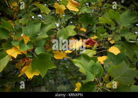 Liriodendron tulipifera Banque D'Images