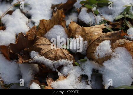 Des feuilles sèches dans la neige Banque D'Images