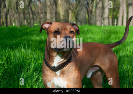 American Staffordshire Terrier Rouge est en pleine croissance Banque D'Images