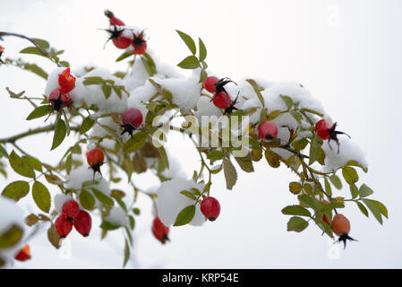 Chien-rose avec des baies de la direction générale sous la neige Banque D'Images