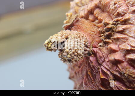 Close-up litchi Banque D'Images