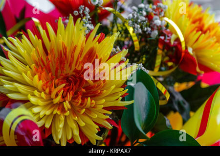 Chrysanthème ébourgeonnées look exclusif Banque D'Images