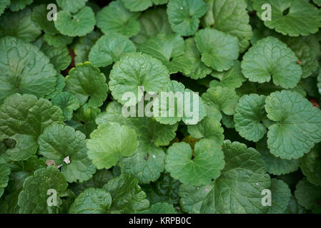 Glechoma hederacea Banque D'Images