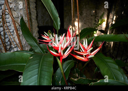 Heliconia psittacorum Banque D'Images