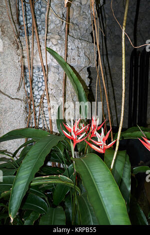 Heliconia psittacorum Banque D'Images